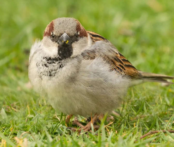 Haussperling