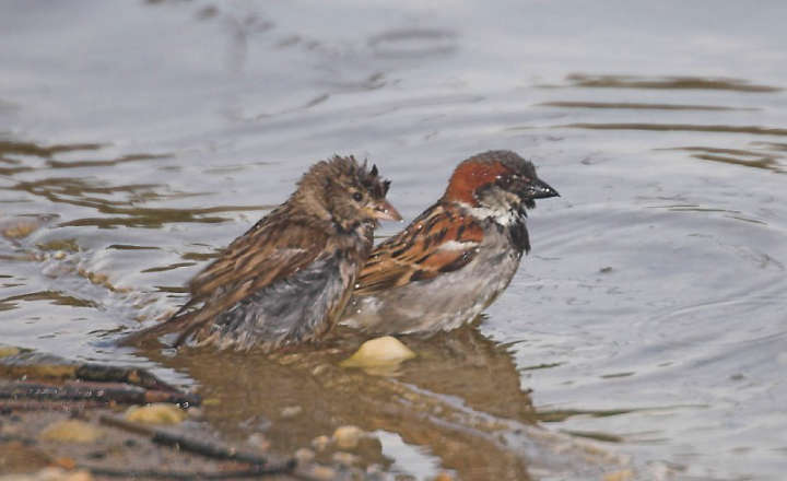 Spatz im Wasser