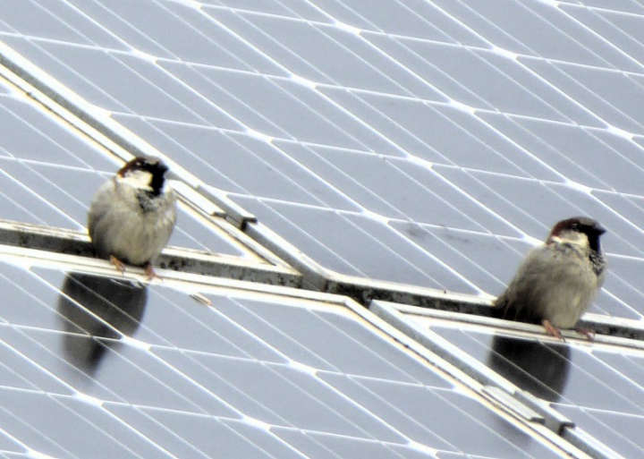 Solar-Spatzen