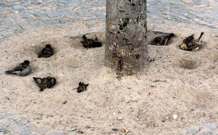 Spatz im Sandbad