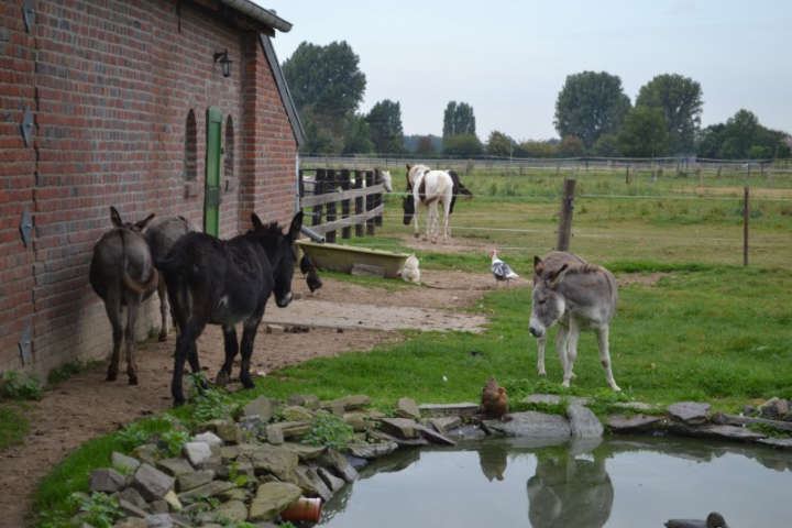 Bauernhof Idylle