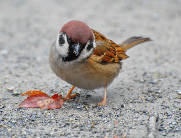 Feldsperling