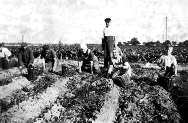 Frauen bei der Kartoffellese- Foto: Hastenrath