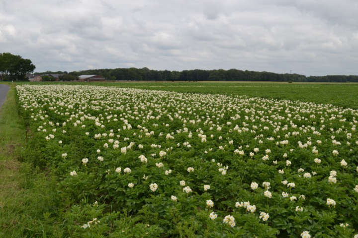 Kartoffelblüte auf einem Feld in Wickrath