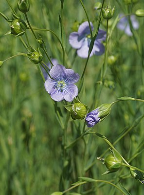 Leinblüte