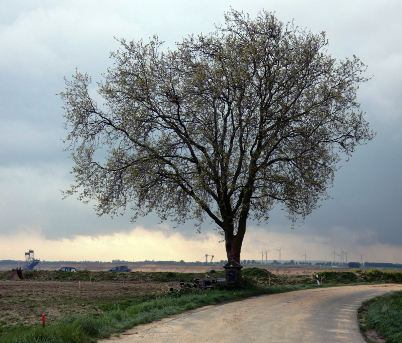 Straße, Baum, In der Ferne Bagger