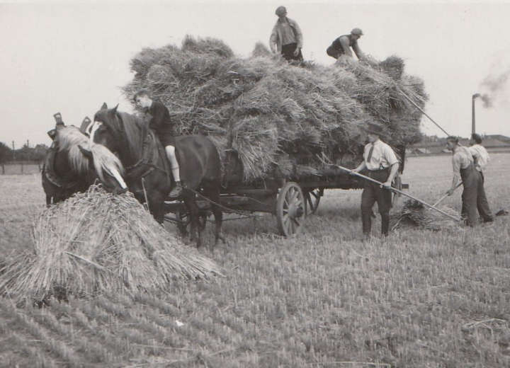 Getreide mähen und binden mit Pferd und Wagen