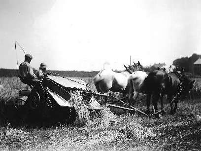 Getreide mähen und binden mit Pferd und Wagen