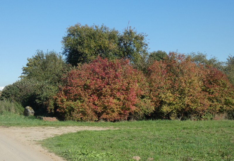 ehem. jüdischer Friedhof