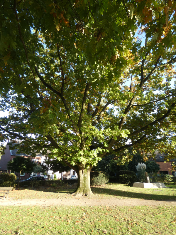 Baum mit Brunnen
