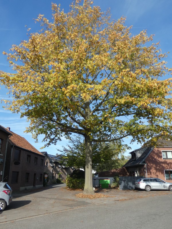 Linde in Herrath