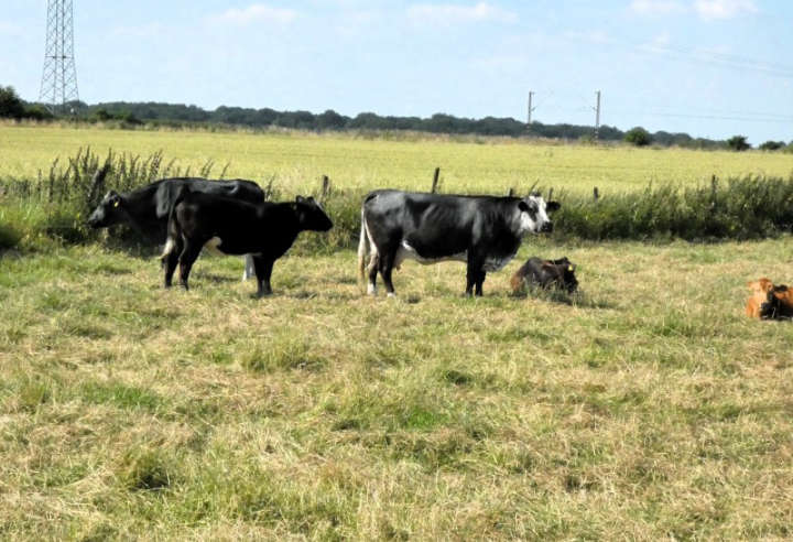 Kühe auf der Weide bei Herrath
