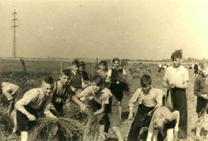 Schulklasse bei der Flachsernte 1942