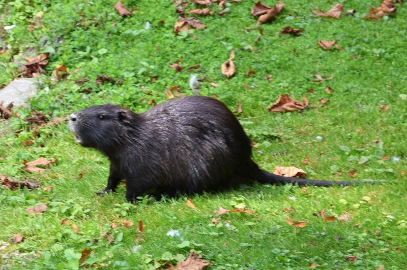 Nutria