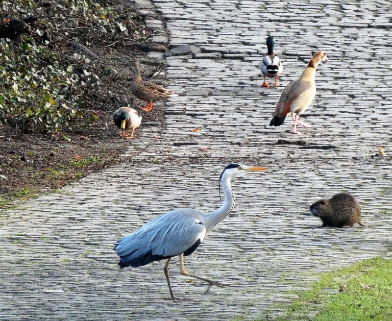 Fischreiher, Nilgans, Stockenten und Nutria