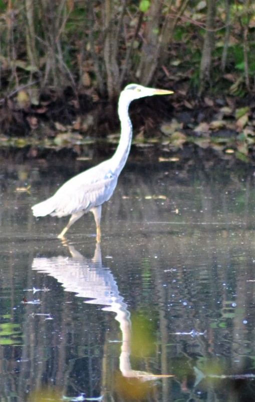 Fischreiher