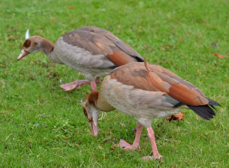 Nilgänse