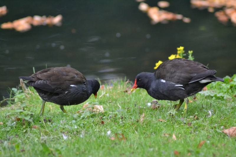 Teichhuhn