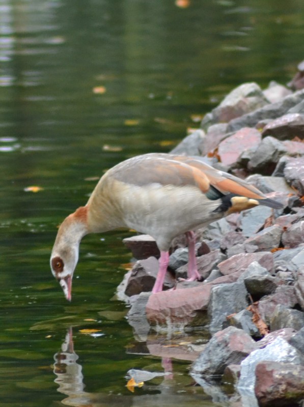 Nilgans