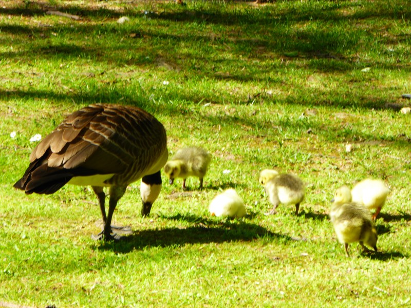 Kanadagans mit Küken