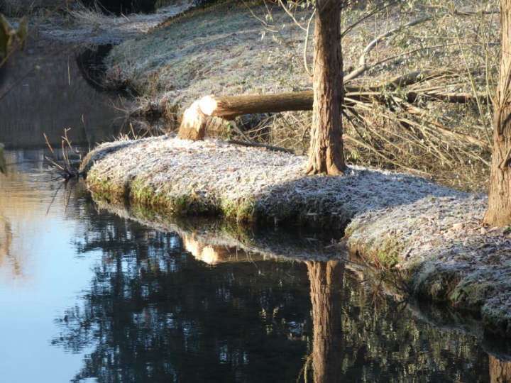 Gefällter Baum