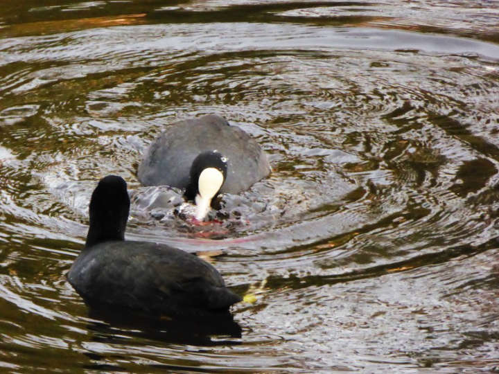 Bläßhuhn