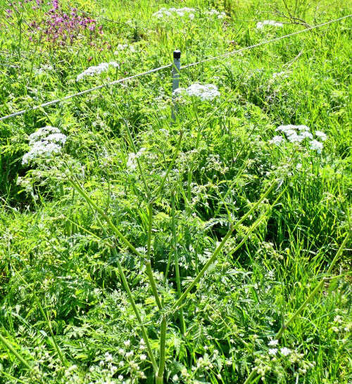 Eine der verschiedenen Arten der Schafgarbe