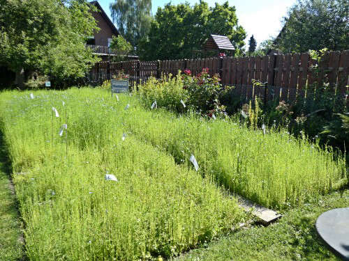 Diesen Garten findet man am Flachsmuseum in Wegberg-Beeck – eine Anregung für Kräutersammler