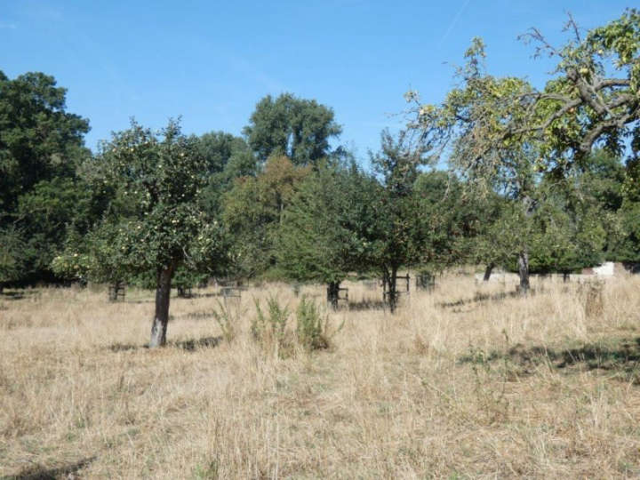 Obstgarten gegenüber dem Finkenberger Hof in Mönchengladbach-Wickrathberg