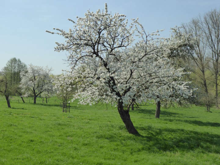 Obstgarten gegenüber dem Finkenberger Hof in Mönchengladbach-Wickrathberg