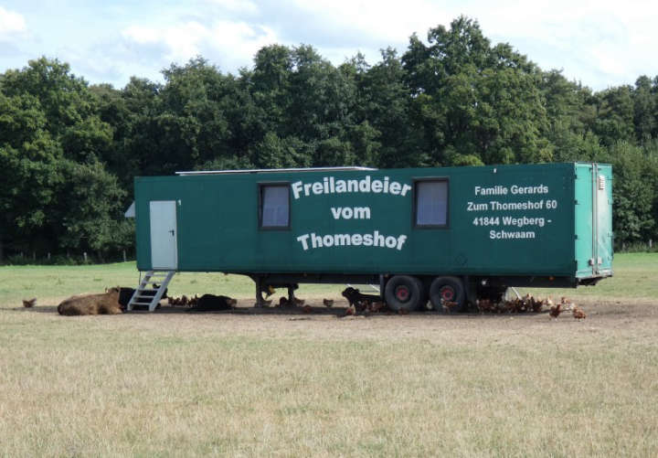 Thomeshof Hühner