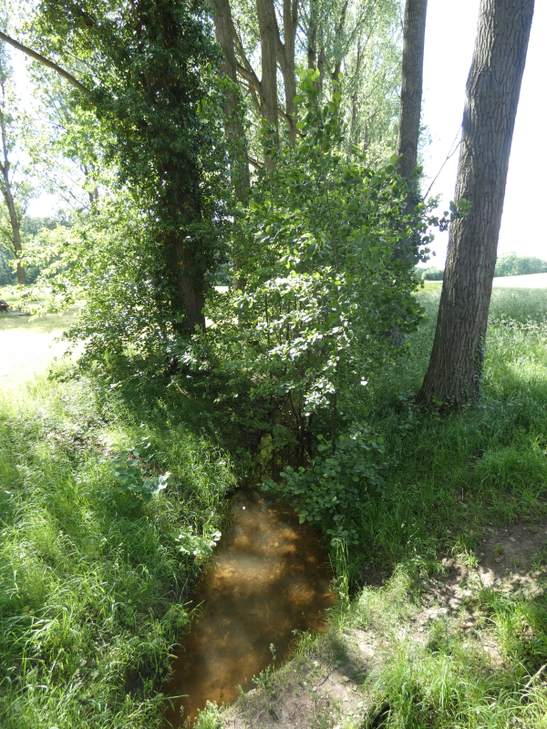 Die Wasserburg wurde durch einen inneren und zwei äußeren ovalen Wallanlagen geschützt. Der Bach „Köhm“ speiste das Grabensystem.