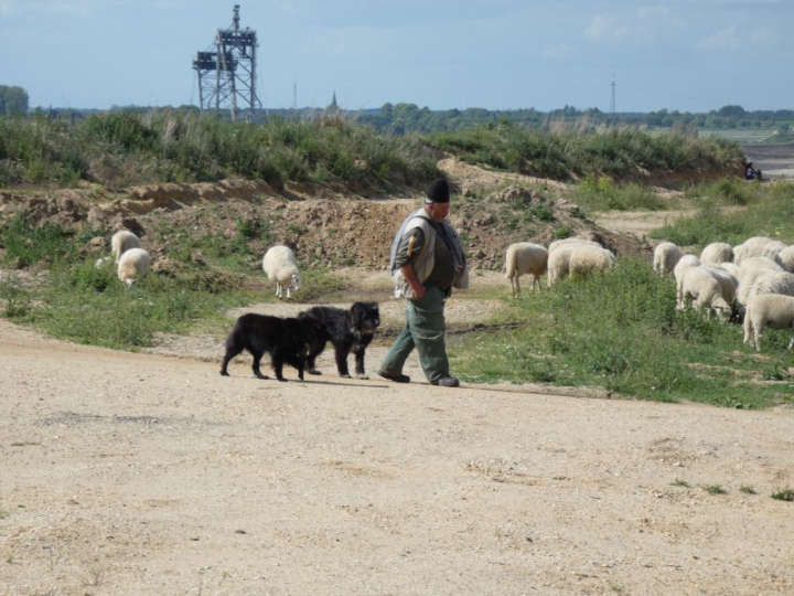 Schäfer vor Abraumbagger