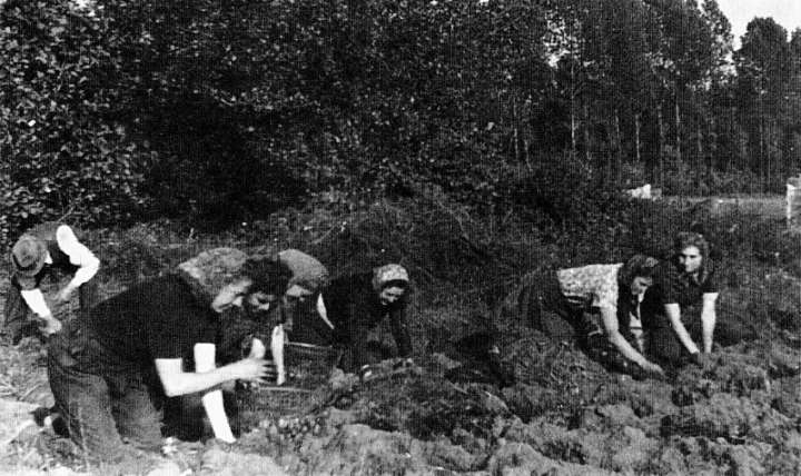 Kartoffeln ausbuddeln nach dem Krieg am Rande des Büttger Waldes.