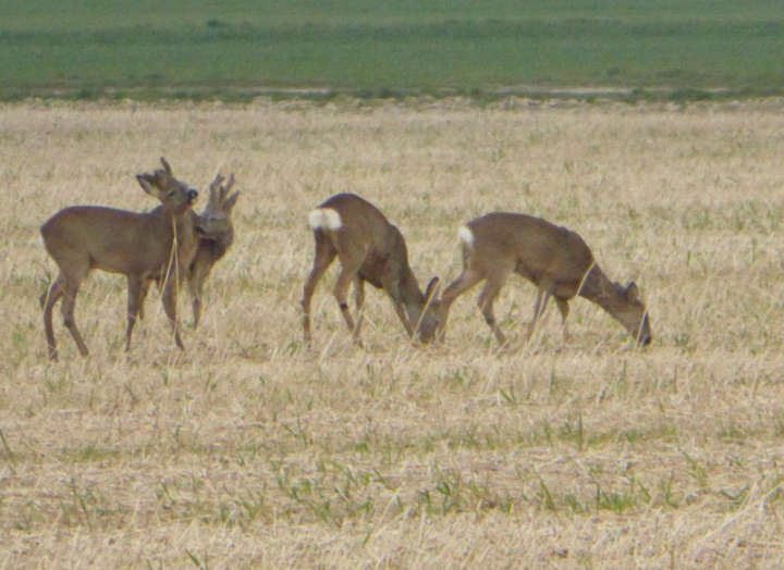 Rehe