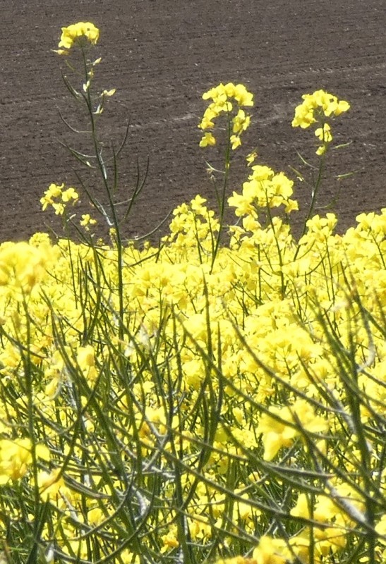 Rapsblüte