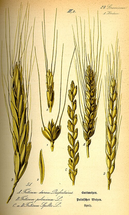  Dinkel - Wiktionary - Gemeinfrei